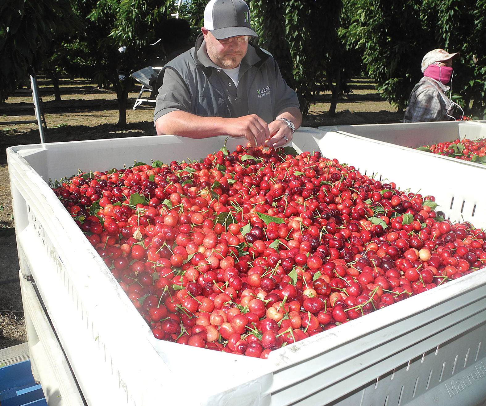 Tracy cherry crop